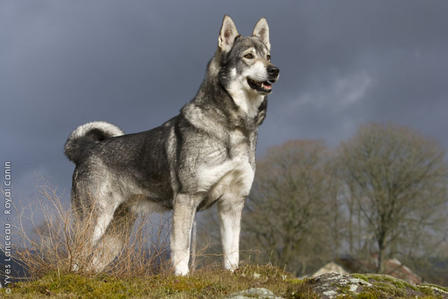 Chien d'Elan Suédois