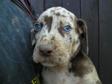 Image Chien Léopard Catahoula