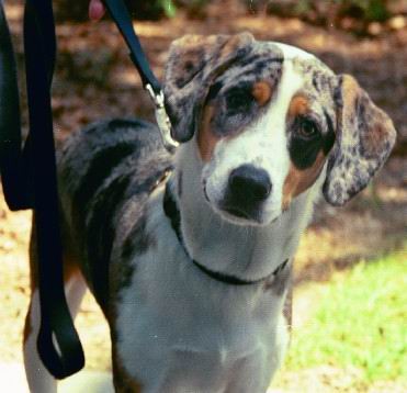 Image Chien Léopard Catahoula