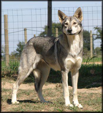 Chien Loup de SaarloosSaarlooswolfhond