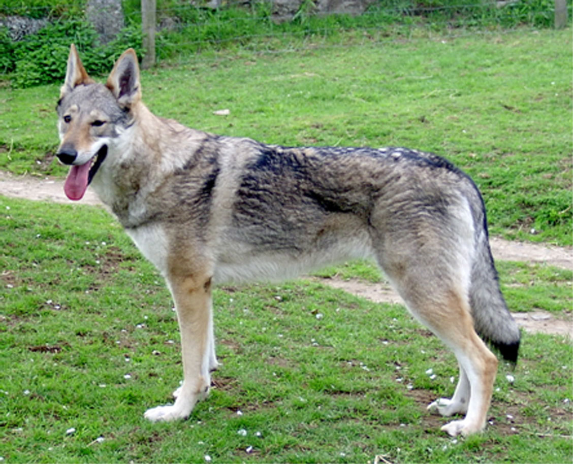 Image Chien Loup Slovaque