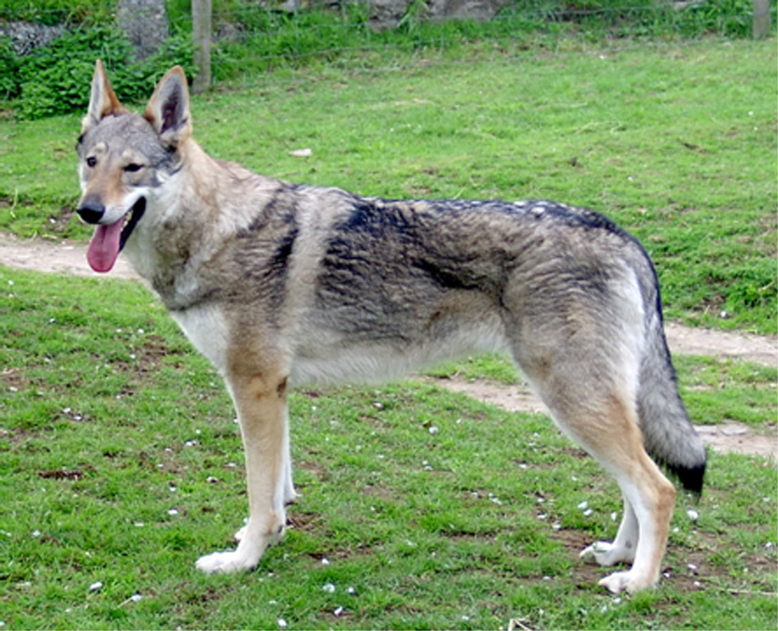 Chien Loup SlovaqueChien Loup Tchèque - Ceskoslovensky Vlcak