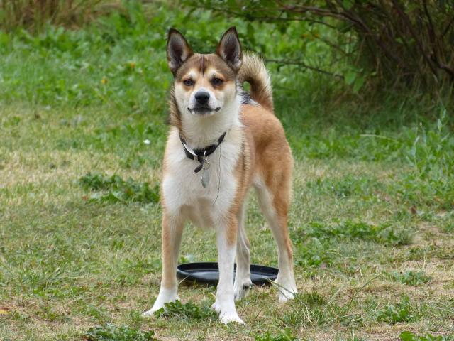 Chien Norvégien de MacareuxNorsk Lundehund