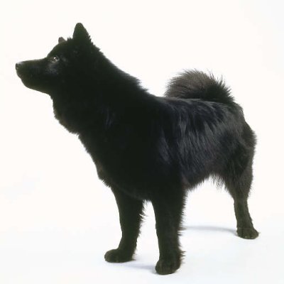 Chien Suédois de LaponieLapphund SuèdoisNom d'origine :Svensk Lapphund - Lapplandsk Spets