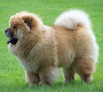 Image Chow Chow