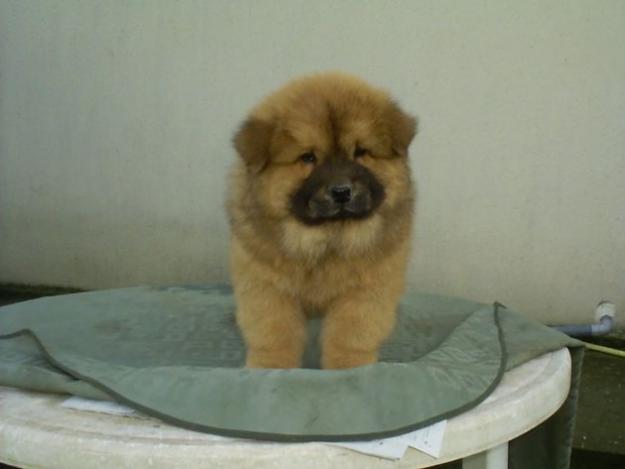 Image Chow Chow