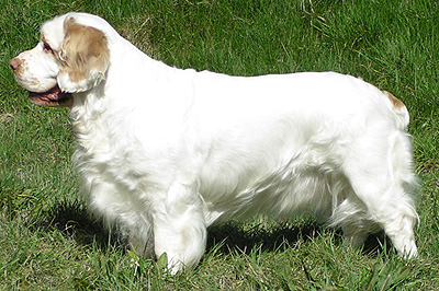 ClumberClumber Spaniel