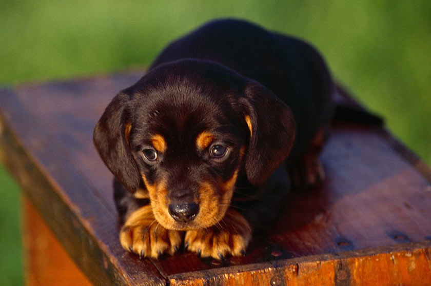 Image Coonhound noir et feu