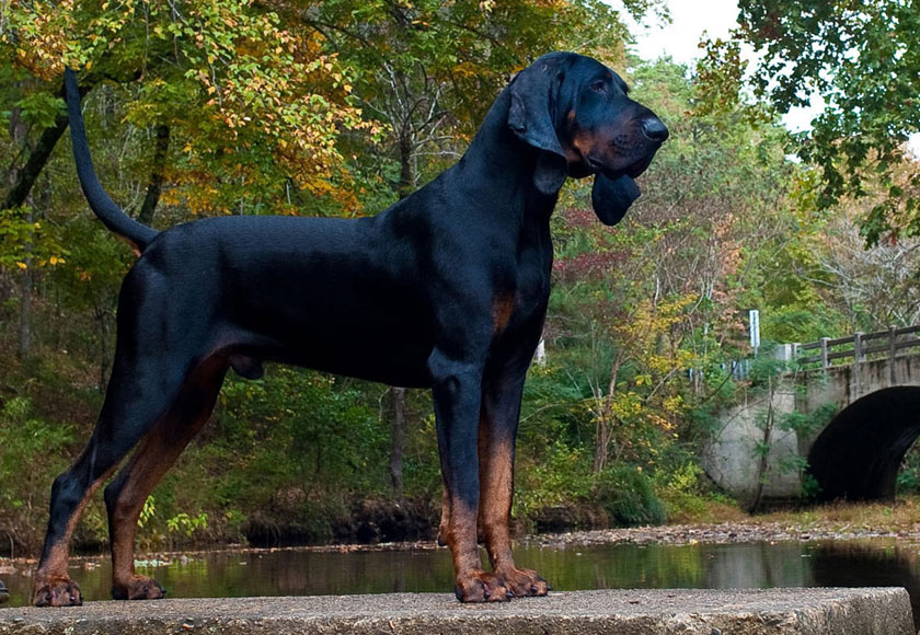 Image Coonhound noir et feu