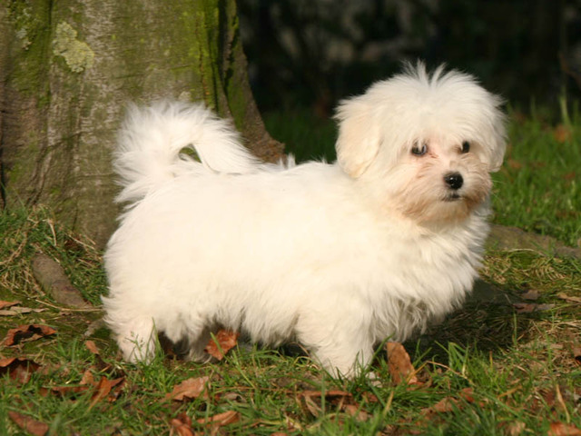 Coton de Tulear