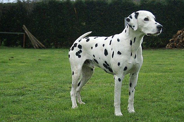 Image Dalmatien