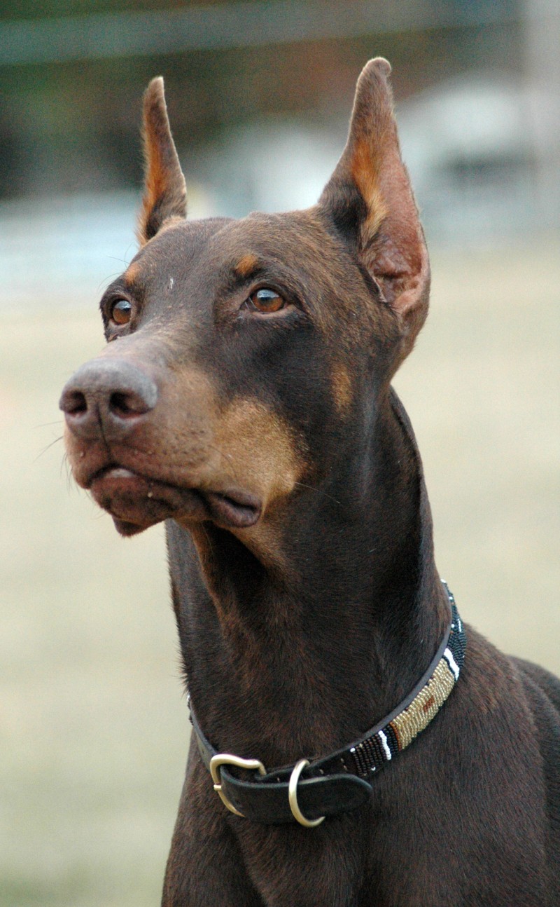 Image Dobermann