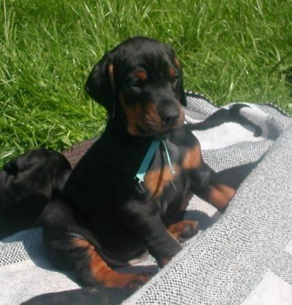 Image Dobermann