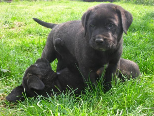 Dogo CanarioChien des Canaries - Perro de Presa Canario