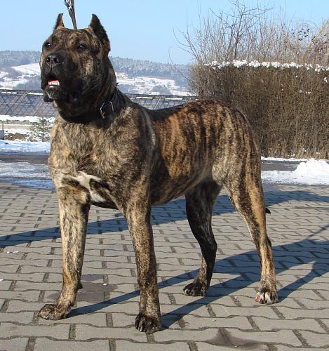 Image Dogo Canario