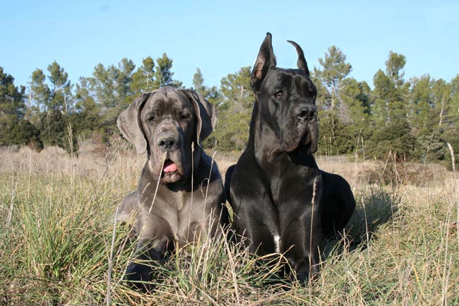 Dogue Allemand