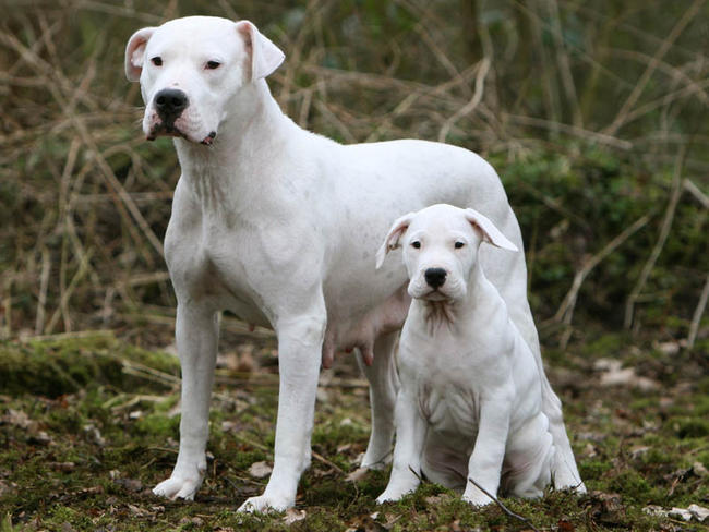 Image Dogue Argentin