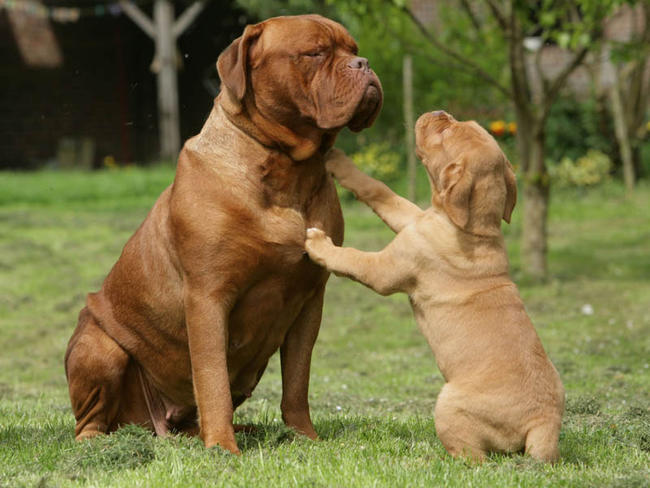 Image Dogue de Bordeaux