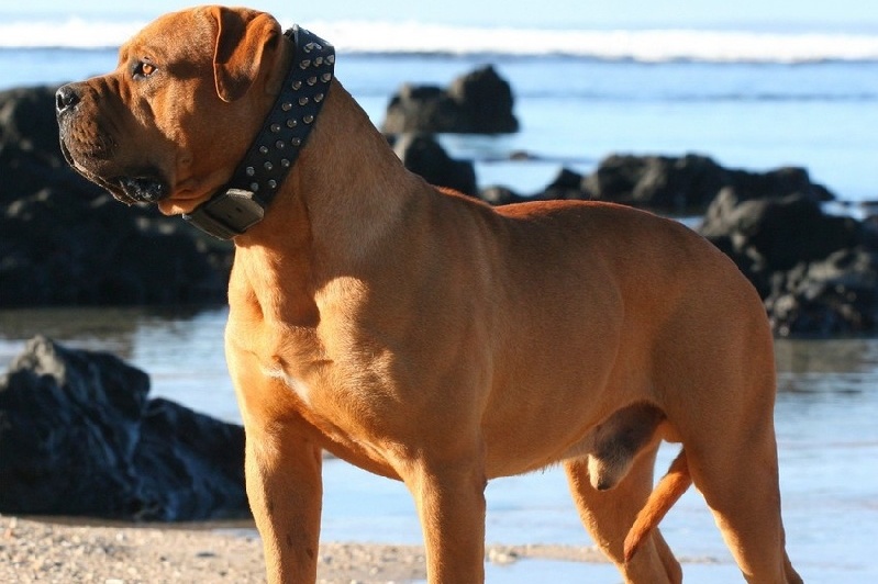 Dogue de MajorqueCa de Bou - Perro de Presa Mallorquin - Chien de combat Majorquin