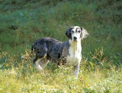 DunkerChien courant norvégien