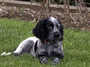 Epagneul Bleu PicardEpagneul Bleu de Picardie