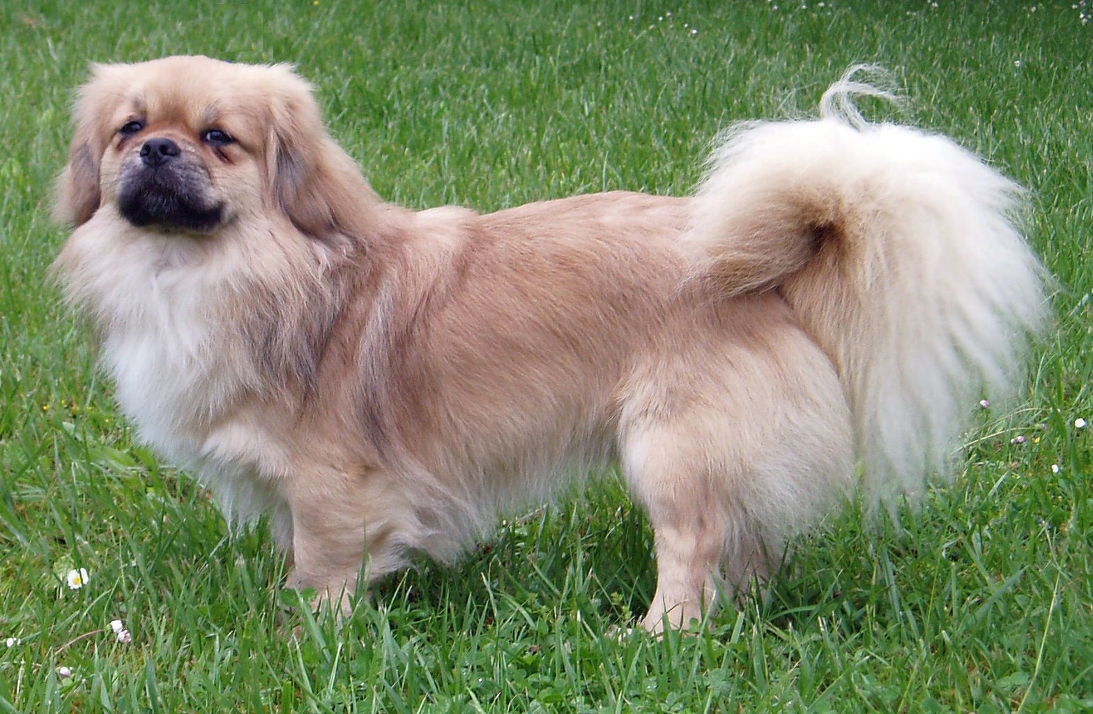 Epagneul du TibetTibetan Spaniel