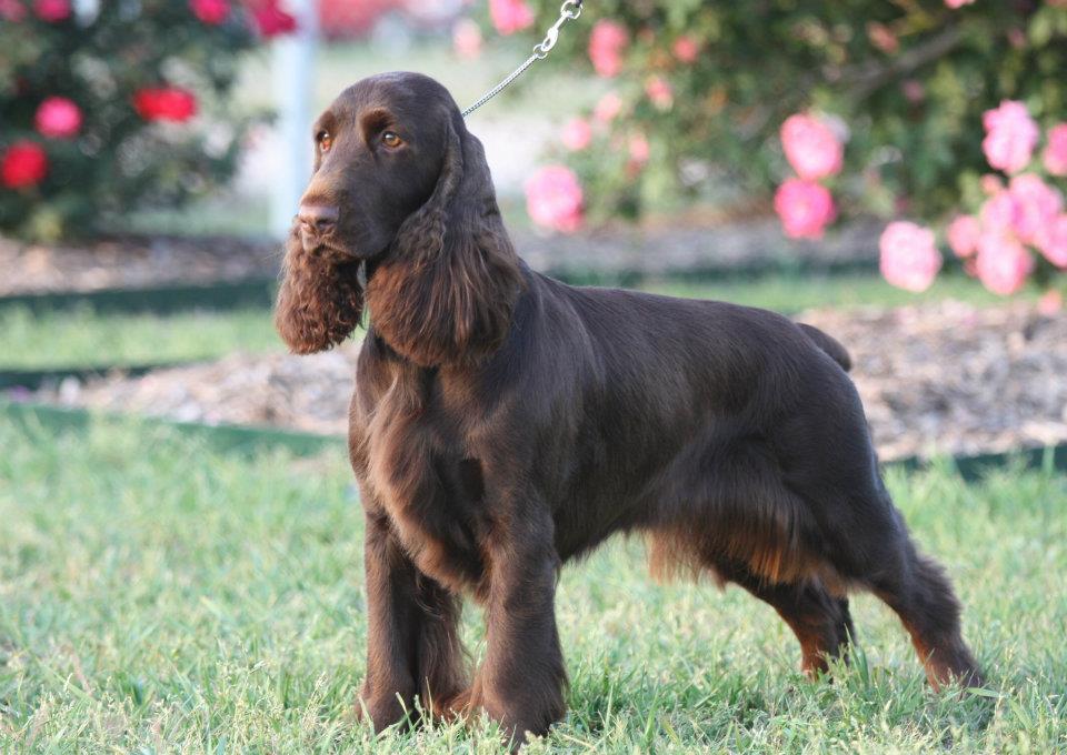 Field Spanielspaniel