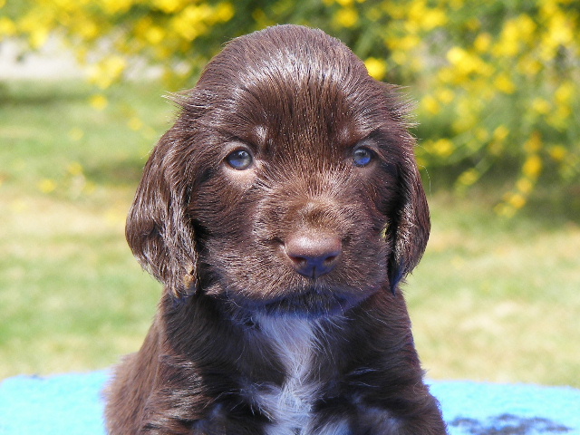 Image Field Spaniel