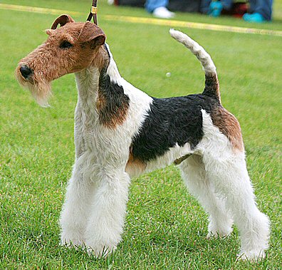 Fox Terrier à poil durle fox