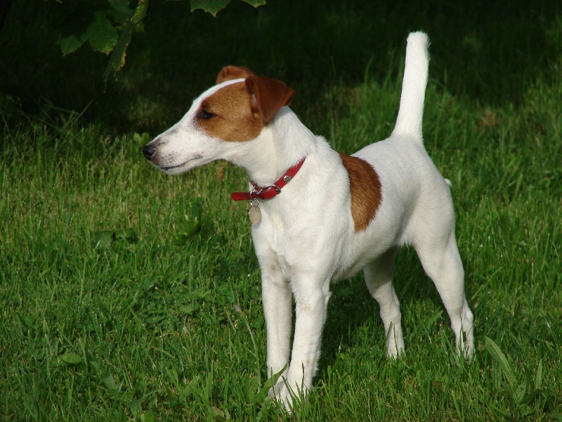 Fox Terrier à poil lisseFox Anglais