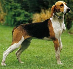 Foxhound Américain