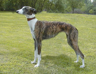 Galgo Espagnol