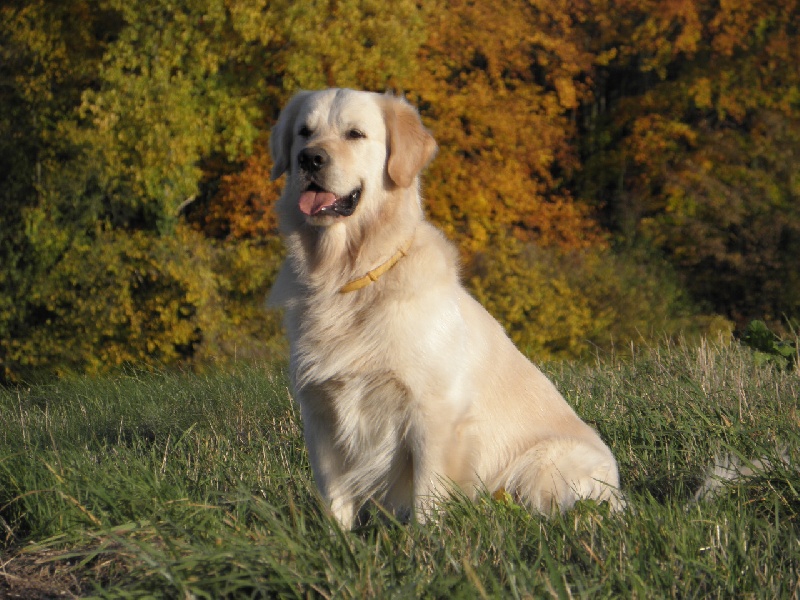 Golden Retriever