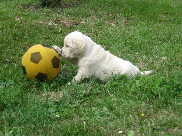 Image Golden Retriever