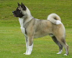 Grand Chien JaponaisAkita Américain - Formerly American Akita