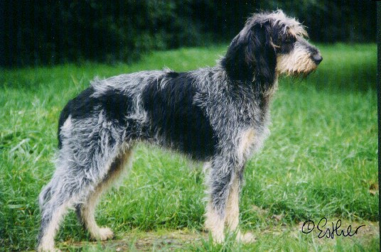 Image Griffon bleu de Gascogne 	