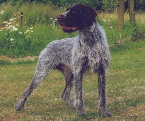 Griffon d'arrêt TchèqueBarbu Tchèque