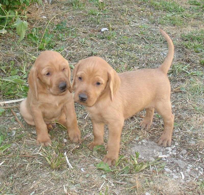 Griffon Fauve de Bretagne