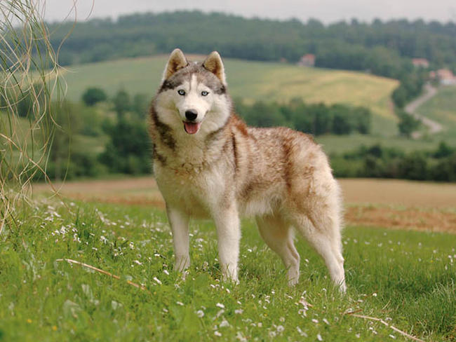 Husky SibérienHusky d'arctique