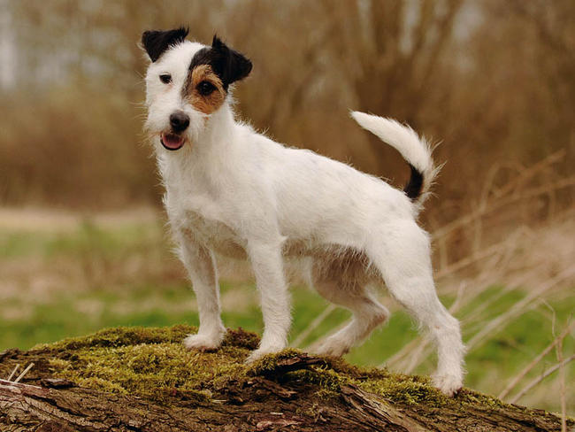 Image Jack Russell Terrier
