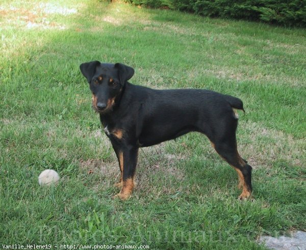 Jagd TerrierTerrier de chasse Allemand