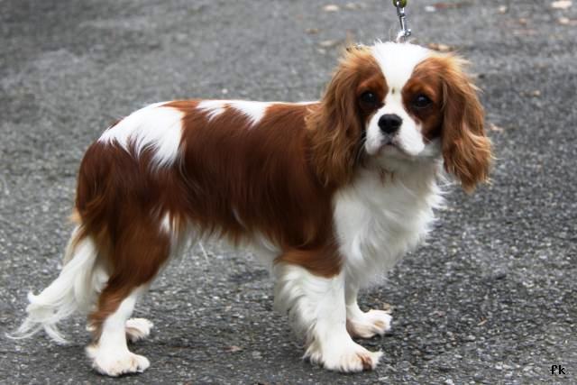 King CharlesKing Charles Spaniel