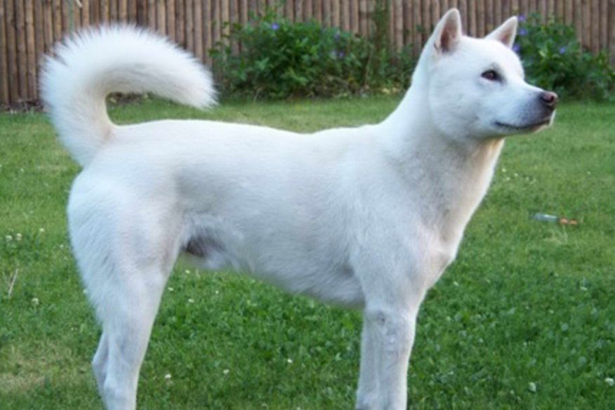 Kishu