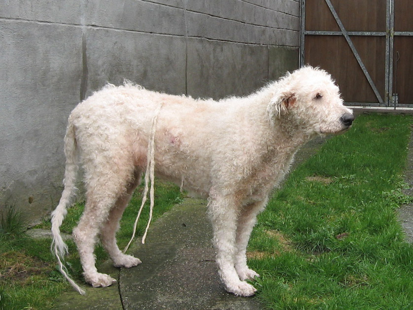 Image Komondor