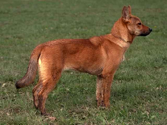 Korea Jindo Dog