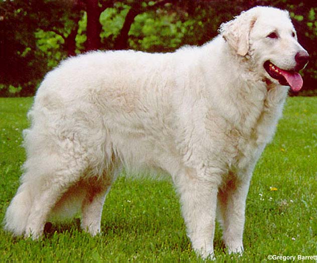 Image Kuvasz