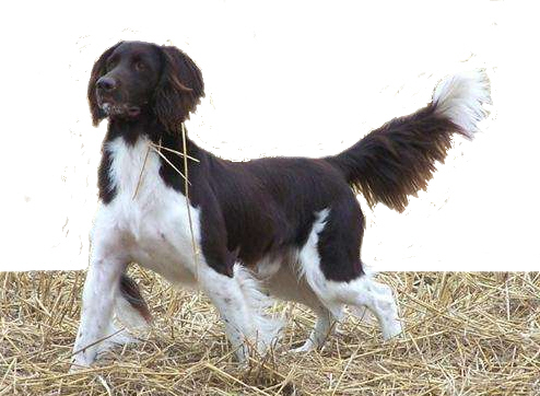 Dressage Petit Munsterlander Marseille Conseils éducation