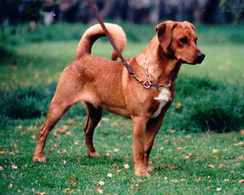 Pinscher Autrichien à poil court