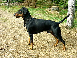 Pinscher MoyenPinscher Allemand