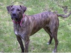 Plott Hound